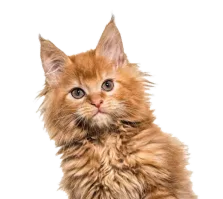 pet classified script